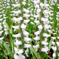 Orchid Spiranthes Chaddos Ford