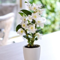 Orchid Star Class Apollon in Ceramic