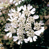 Orlaya Plants - Snowballs