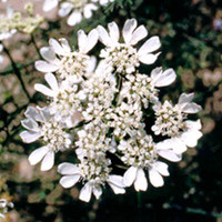 Orlaya Plants - Snowballs