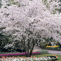 Ornamental Cherry Twin Pack
