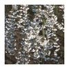 Ornamental Cherry Twin Pack