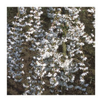Ornamental Cherry Twin Pack