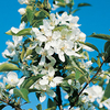 Ornamental Orchard Collection