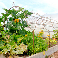Ornamental Plant Frame - Long