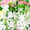 Ornithogalum Bulbs - Nutans