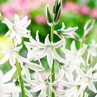 Ornithogalum Bulbs - Nutans