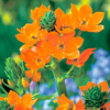Ornithogalum (Indoor) Bulbs - Dubium