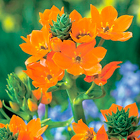 Ornithogalum (Indoor) Bulbs - Dubium