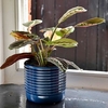 Oslo - Blue - Small