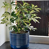 Oslo Planters - Blue