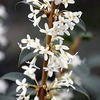 Osmanthus Burkwoodi