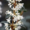 Osmanthus burkwoodii Plant