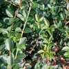 Osmanthus delavayi Plant