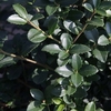 Osmanthus heterophyllus Plant