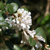 Osmanthus Plant - Delavayi