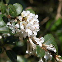 Osmanthus Plant - Delavayi
