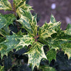 Osmanthus Plant - Heterophyllus Goshiki