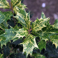 Osmanthus Plant - Heterophyllus Goshiki