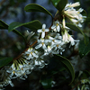 Osmanthus Plant - x Burkwoodii