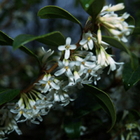 Osmanthus Plant - x Burkwoodii