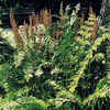 Osmunda regalis Plant