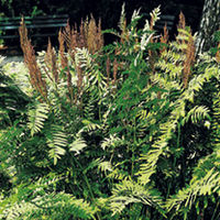 Osmunda regalis Plant
