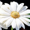Osteospermum Hardy Plant - Snow Pixie