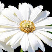 Osteospermum (Hardy) Plant - Snow Pixie