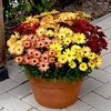 Osteospermum Plant - Akila Sunset Shades