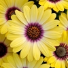 Osteospermum Plant - Blue Eyed Beauty