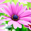 Osteospermum Plant - Dwarf Pink