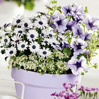 Osteospermum Plant - Lady Leitrim