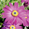 Osteospermum Plant - Little Writtle