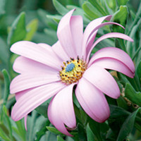 Osteospermum Plant - Purple Power