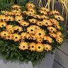Osteospermum Plant - Sunshine Beauty