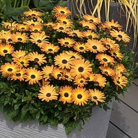 Osteospermum Plant - Sunshine Beauty