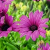 Osteospermum Plant - Tresco Purple