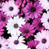 Osteospermum Plants - Akila Mix
