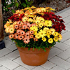 Osteospermum Plants - Akila Sunset Shades