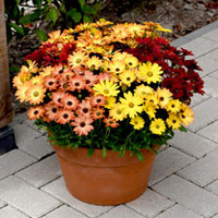 Osteospermum Plants - Akila Sunset Shades