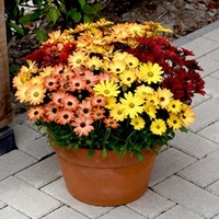 Osteospermum Plants - Akila Sunset Shades