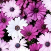 Osteospermum Plants - Berries and Cream