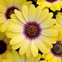 Osteospermum Plants - Blue Eyed Beauty