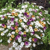 Osteospermum Plants - Falling Stars™