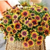Osteospermum Plants - Purple Sun