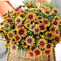 Osteospermum Plants - Purple Sun