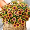 Osteospermum Plants - Purple Sun