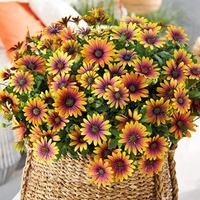 Osteospermum Plants - Purple Sun