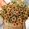 Osteospermum Plants - Purple Sun